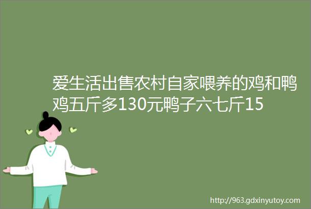 爱生活出售农村自家喂养的鸡和鸭鸡五斤多130元鸭子六七斤150元有需要的联系15848841143