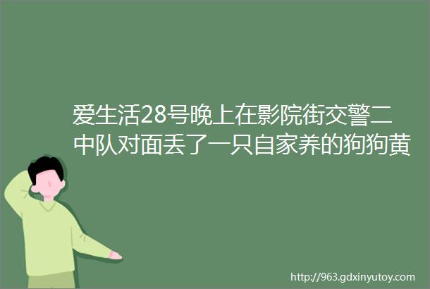 爱生活28号晚上在影院街交警二中队对面丢了一只自家养的狗狗黄色的有看到的电话联系18504723082